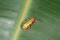 Disonycha quinquelineata