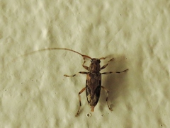 Lepturges angulatus