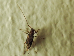 Lepturges angulatus