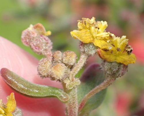 Image of Tetragonia fruticosa by (c) Nicola van Berkel, some rights reserved (CC BY-SA)