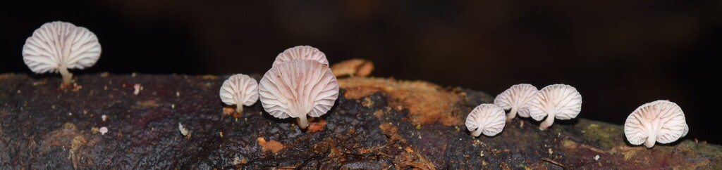 Mycena roseoflava