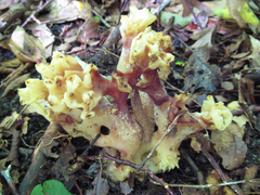 Sebacina sparassoidea