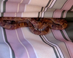 Trimorphodon paucimaculatus