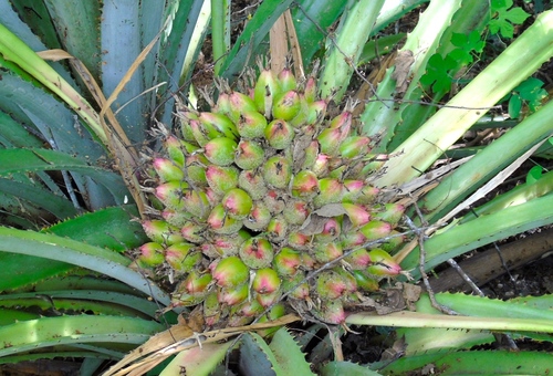 Bromelia hemispherica (Bromelia hemispherica)