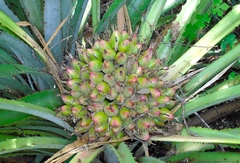 Bromelia hemisphaerica