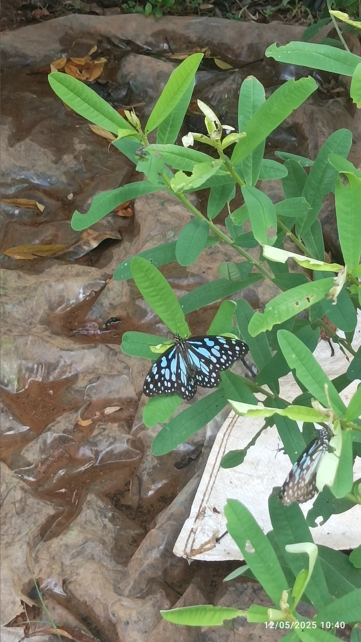 Blue Tiger