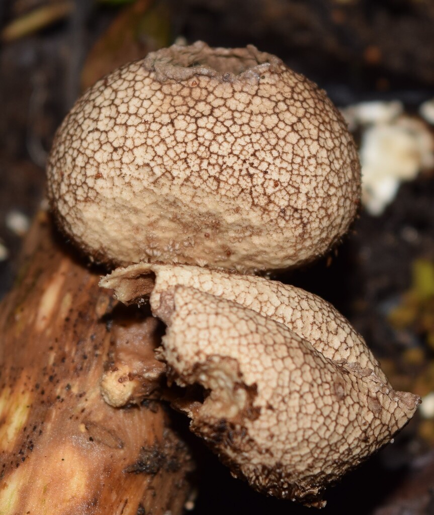 Lycoperdon compactum · May 2025 · photo: © davidwhyte (iNaturalist, cc-by-sa)