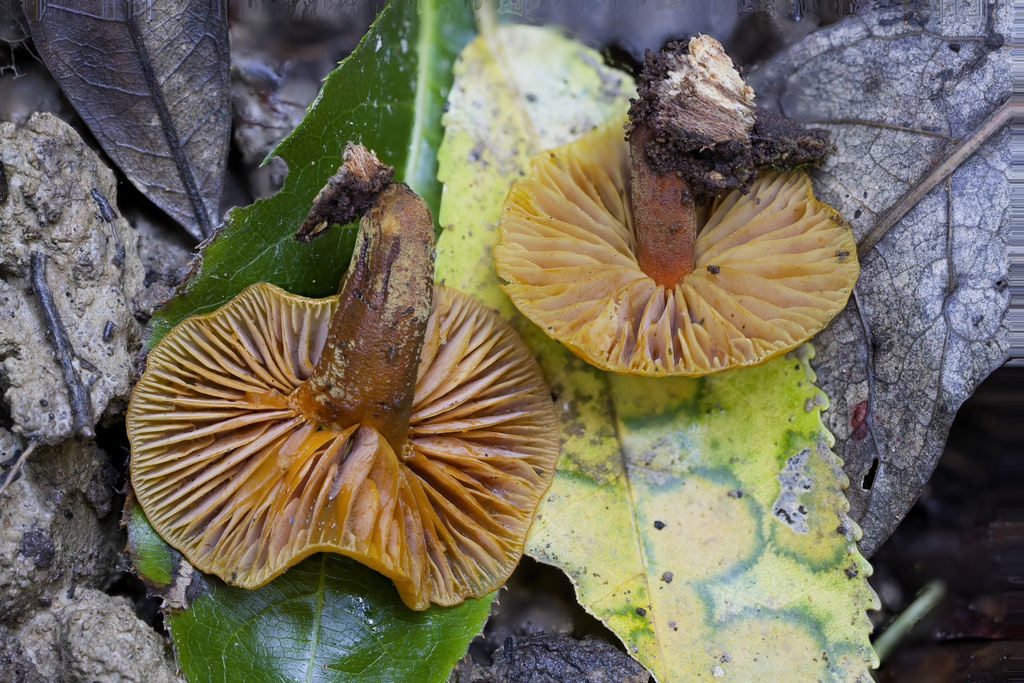 Heimiomyces velutipes · May 2025 · photo: © mstirling (iNaturalist, cc-by)
