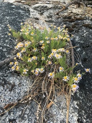 Erigeron klamathensis
