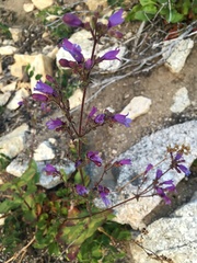 Penstemon anguineus