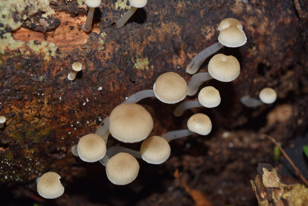 Roridomyces austrororidus · May 2025 · photo: © davidwhyte (iNaturalist, cc-by-sa)