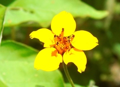 Sclerocarpus divaricatus