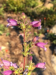 Penstemon anguineus