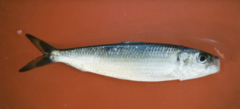 Bali Sardinella photo 4