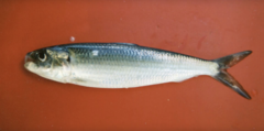 Bali Sardinella photo 3