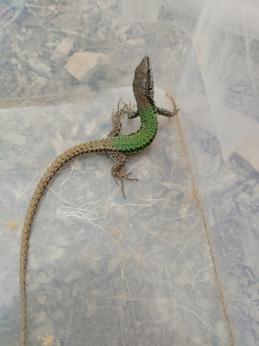 Andalusian wall lizard