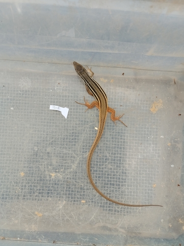 Large Psammodromus