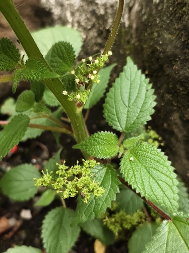 Image of Laportea aestuans by no rights reserved