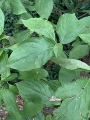 Cornus nuttallii