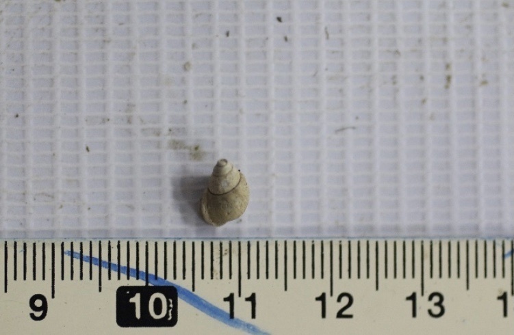 Hydrobioides