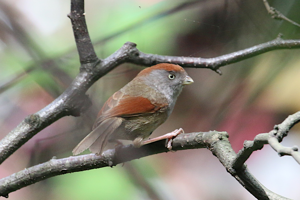 Ashy-throated Parrotbill (Suthora alphonsiana) photo