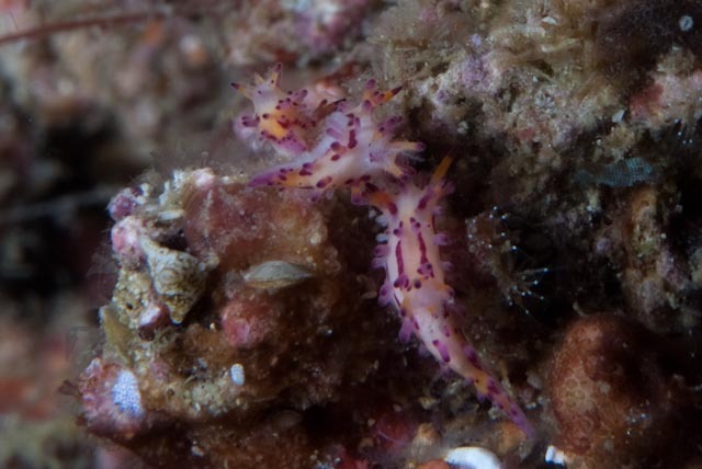 Sunset Knobbed Dorid