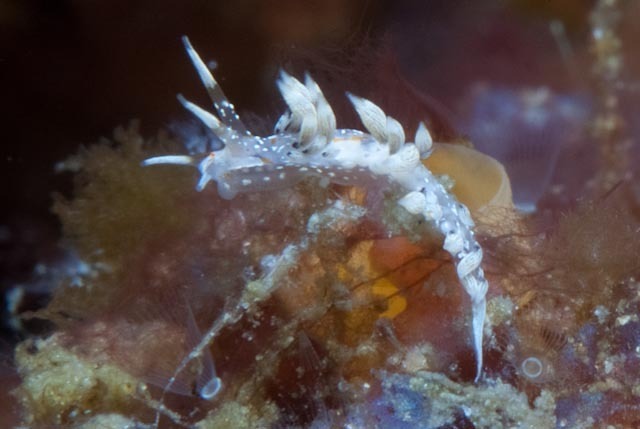 Lion Tentacle Aeolid