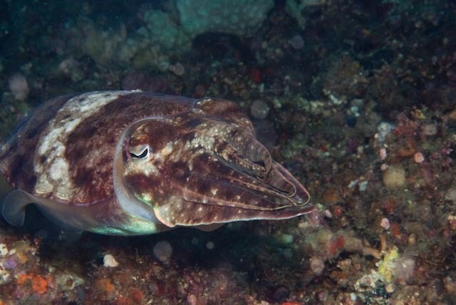 Pharaoh Cuttlefish