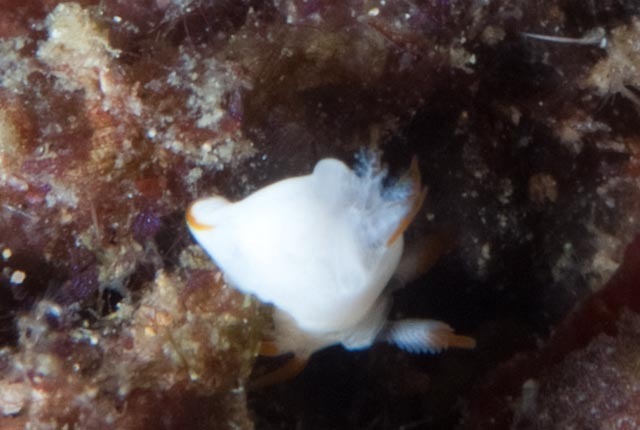 Orange-edged Pump Dorid