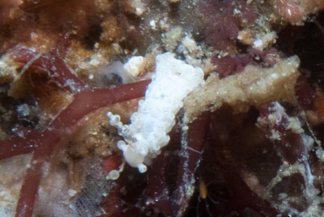 White Anemone Eater