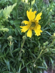 Kyhosia bolanderi