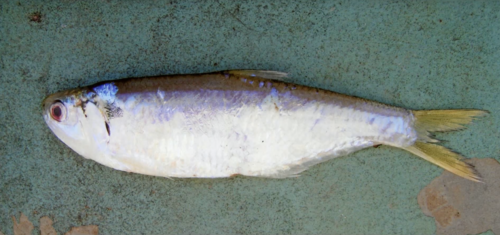 Estuary thryssa (Thryssa aestuaria) — Engraulidae — 2