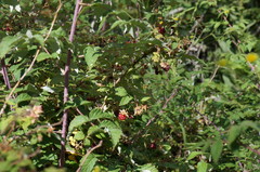 Rubus idaeus strigosus