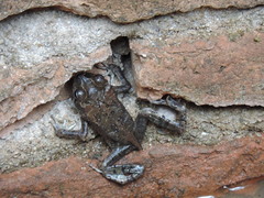 Incilius mazatlanensis