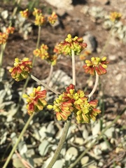 Eriogonum diclinum