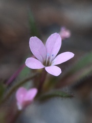 Collomia tracyi