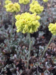 Eriogonum diclinum