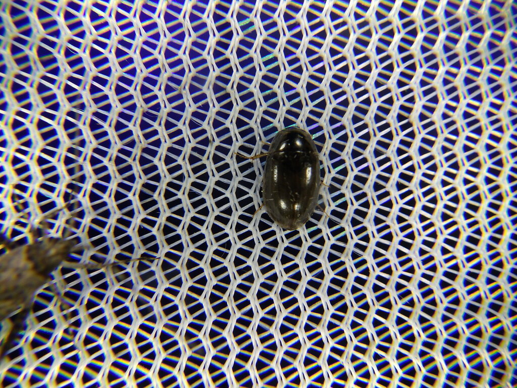 Hemisphaera
