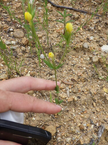 Image of Centaurium maritimum by no rights reserved