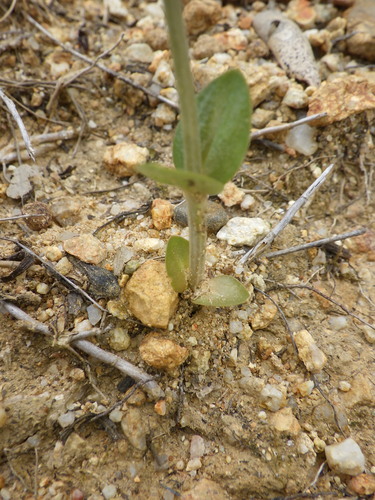Image of Centaurium maritimum by no rights reserved
