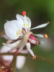 Micranthes odontoloma
