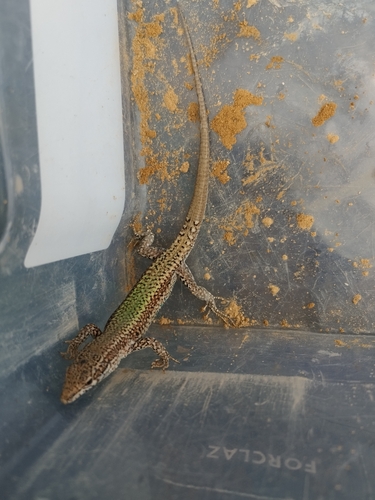 Andalusian wall lizard