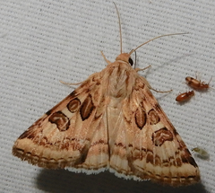 Protoschinia nuchalis