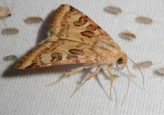 Protoschinia nuchalis