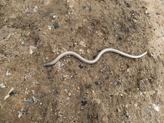 Anniella geronimensis