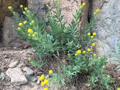 Erigeron petrophilus viscidulus