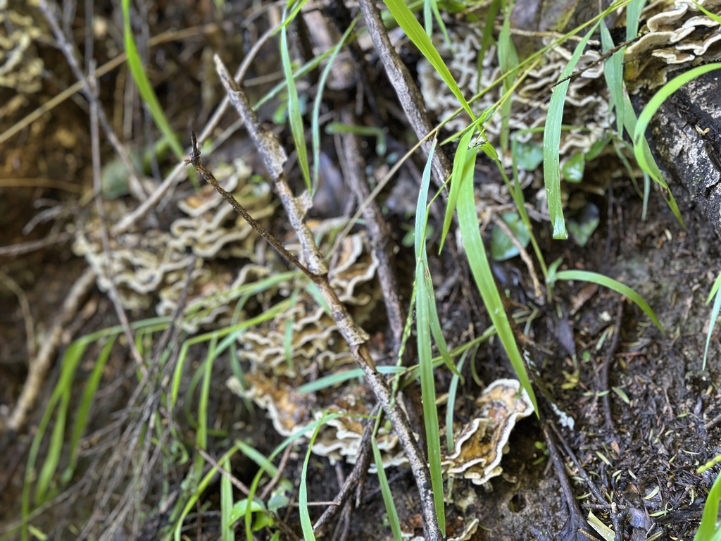 Trametes versicolor · May 2025 · photo: © marmalade101 (iNaturalist, cc0)