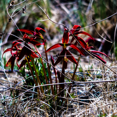 Sprekelia formosissima