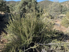 Peraphyllum ramosissimum