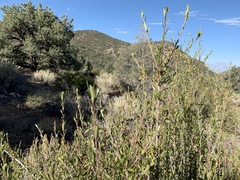 Peraphyllum ramosissimum